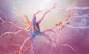 الخلايا العصبية والجهاز العصبي
